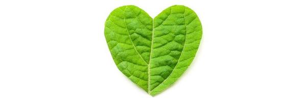 The heart is cut from foliage on white background photo