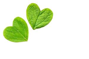 St. Valentine's day. The heart is cut from foliage on white background photo