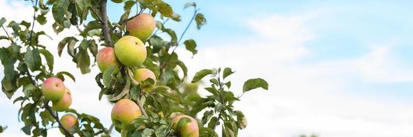 Apples on a branch of an apple tree in the garden on sky background photo