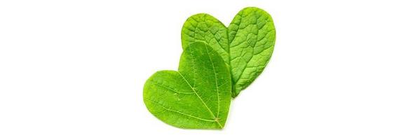 The heart is cut from foliage on white background photo