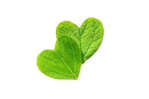 The heart is cut from foliage on white background photo