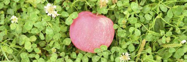 Red ripe apple with a natural white coating on the green grass photo