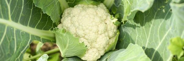 Cabeza de coliflor madura fresca que crece en el jardín foto