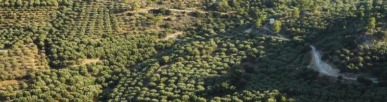 Fields with olive tree plantations in the mountains of the island of Crete photo