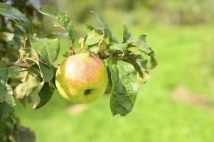 Manzanas en una rama de un manzano en el jardín sobre fondo de cielo foto