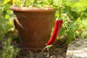 Red hot chilli pepper in flower pot photo