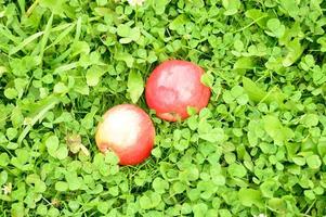 Manzana roja madura brillante sobre la hierba verde