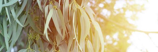 Eucalyptus tree on nature outdoor background photo