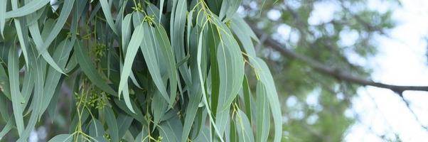 Eucalyptus tree on nature outdoor background photo