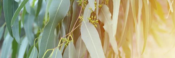 Eucalyptus tree on nature outdoor background photo