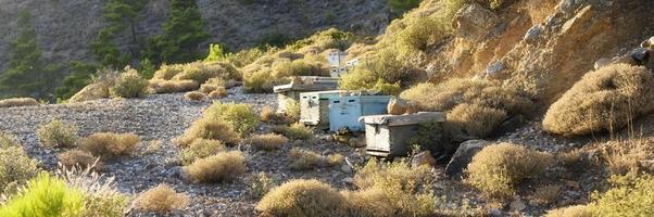 bee hives in a mountainous area at dusk photo