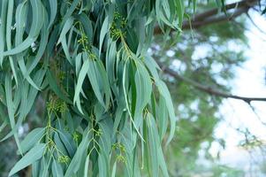 Eucalyptus tree on nature outdoor background photo