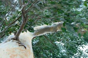 Eucalyptus tree and branches photo