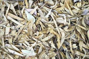 Textured background of dry withered fallen autumn leaves of eucalyptus trees photo