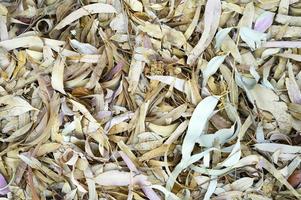 Textured background of dry withered fallen autumn leaves of eucalyptus trees photo