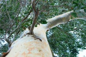 árbol de eucalipto y ramas, vista inferior foto