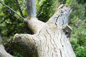 The trunk of an old fallen tree in the forest photo