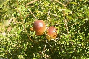 Ripe red pomegranates growing on a tree branch in the garden photo