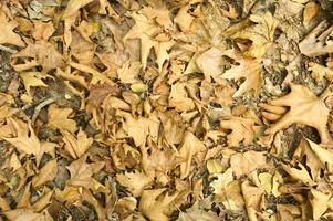 Textured background of dry withered fallen autumn leaves of maple trees photo