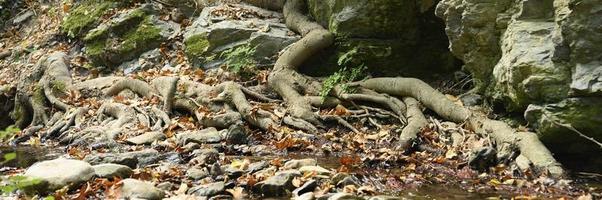 Raíces desnudas de árboles que crecen en acantilados rocosos entre piedras y agua en otoño foto