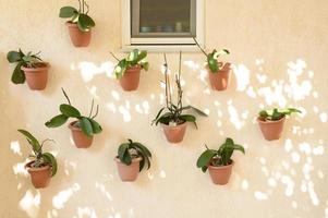 Green plants haemanthus in flower pots attached to a beige concrete wall photo