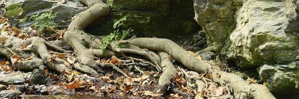 Raíces desnudas de árboles que crecen en acantilados rocosos entre piedras y agua en otoño foto