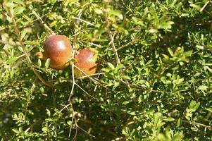 Ripe red pomegranates growing on a tree branch in the garden photo