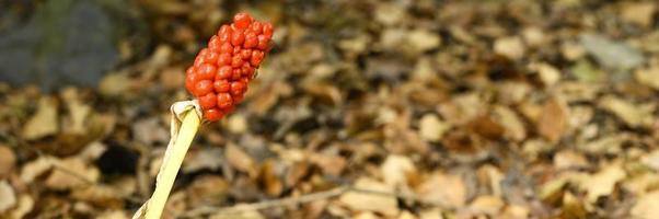 Arum plant with ripe red berries in the forest photo