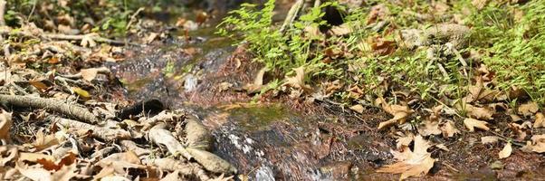 A stream running through the bare roots of trees in a rocky cliff and fallen autumn leaves photo