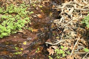 A stream running through the bare roots of trees in a rocky cliff and fallen autumn leaves photo