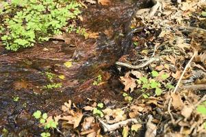 A stream running through the bare roots of trees in a rocky cliff and fallen autumn leaves photo