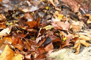 Fallen autumn maple leaves photo