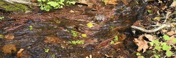 A stream running through the bare roots of trees in a rocky cliff and fallen autumn leaves photo