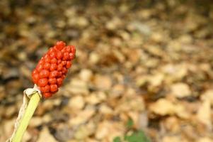 Planta de arum con frutos rojos maduros en el bosque foto