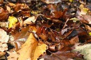 hojas de arce de otoño caídas foto