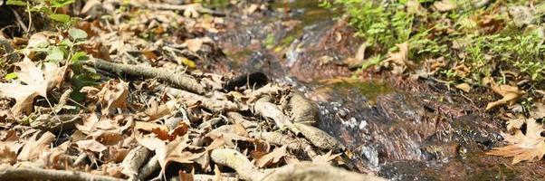 A stream running through the bare roots of trees in a rocky cliff and fallen autumn leaves photo