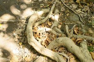 Bare roots of trees protruding from the ground in rocky cliffs in autumn photo