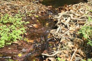 A stream running through the bare roots of trees in a rocky cliff and fallen autumn leaves photo