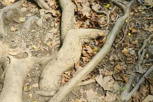 Bare roots of trees protruding from the ground in rocky cliffs in autumn photo