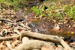 A stream running through the bare roots of trees in a rocky cliff and fallen autumn leaves photo