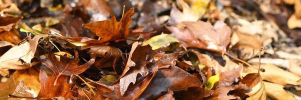 Fallen autumn maple leaves photo