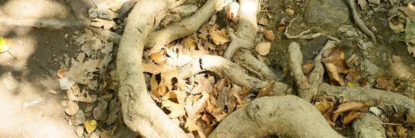 Bare roots of trees protruding from the ground in rocky cliffs in autumn photo