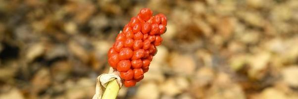 Arum plant with ripe red berries in the forest photo