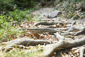 Raíces desnudas de árboles que sobresalen del suelo en acantilados rocosos en otoño