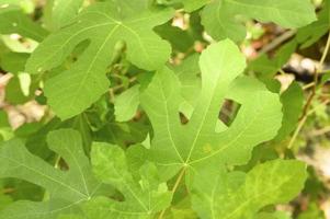 Green wild fig leaves in the rainforest with sun beams photo