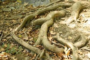 Bare roots of trees protruding from the ground in rocky cliffs in autumn photo