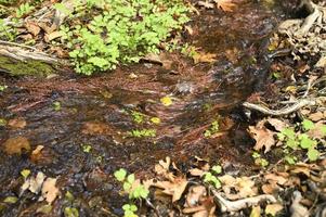 A stream running through the bare roots of trees in a rocky cliff and fallen autumn leaves photo