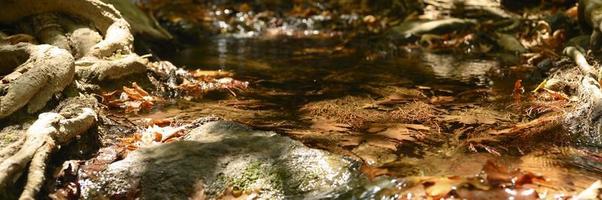 A stream running through the bare roots of trees in a rocky cliff and fallen autumn leaves photo