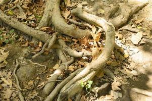 Bare roots of trees protruding from the ground in rocky cliffs in autumn photo