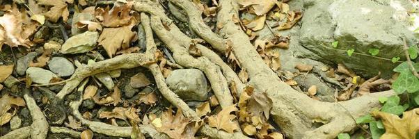 Bare roots of trees protruding from the ground photo